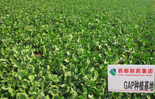 中药GAP种植